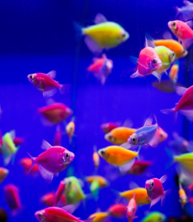 multicolor fish aquarium