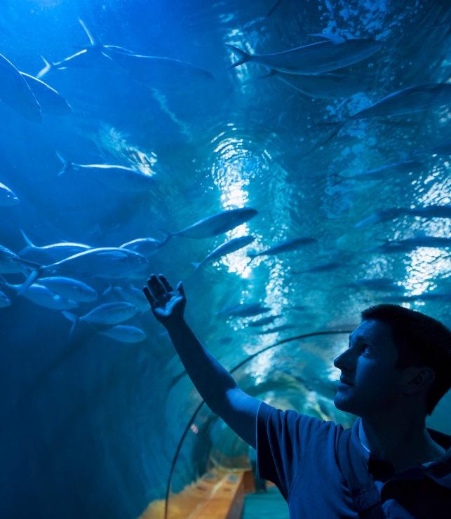 discover the aquarium's fish