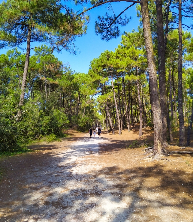 forest charente maritime