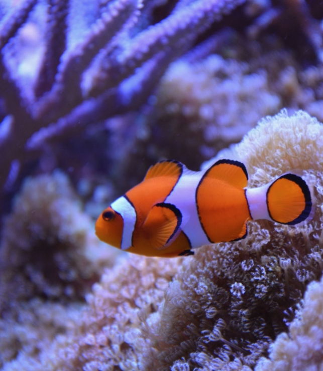 clown fish