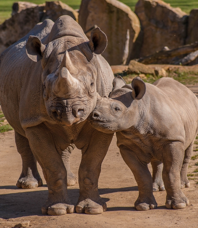 rhinocéros zoo
