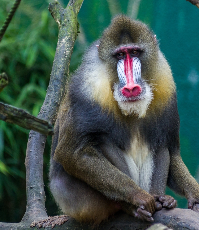 singe zoo