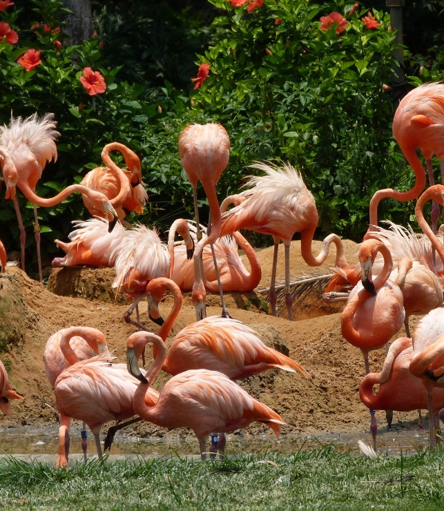 zoo de la palmyre
