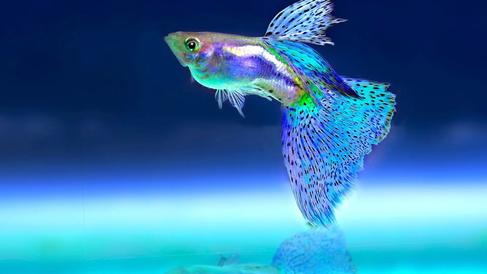 aquarium la rochelle
