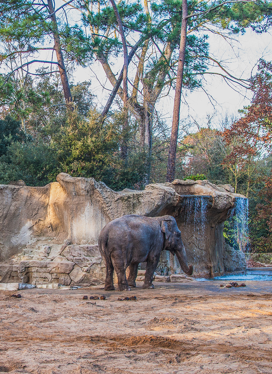 decouvrez le zoo de la palmyre
