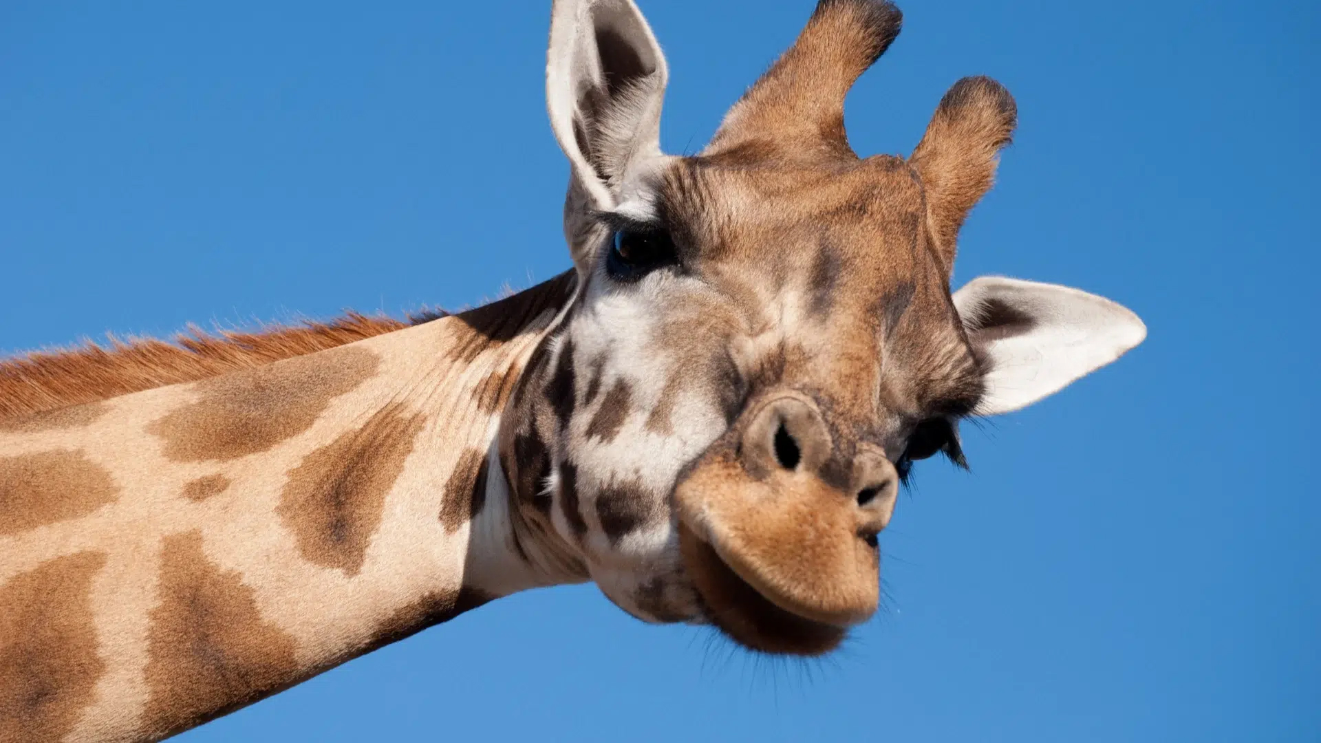la palmyre zoo